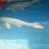 credofish a 8